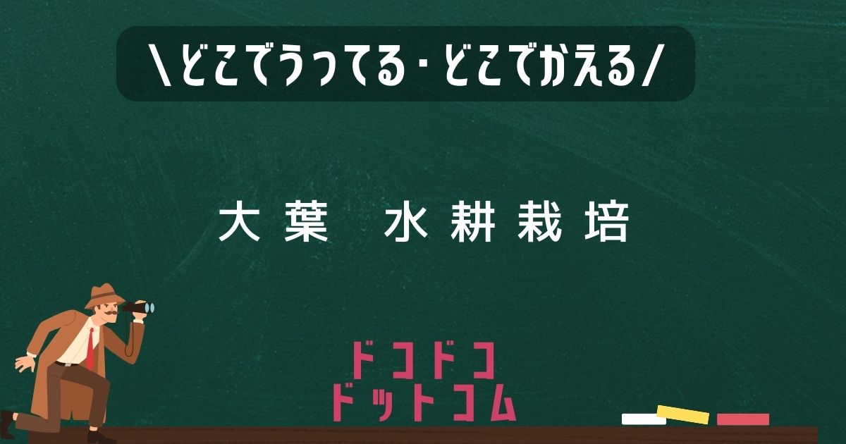 大葉水耕栽培,どこで売ってる,販売店舗,取扱店舗,100均